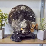 Nautilus Tabak