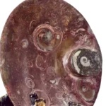 Nautilus Tabak - Görsel 3